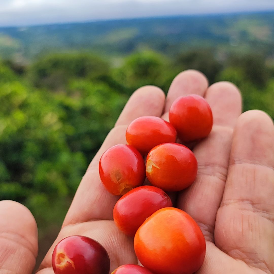 Pink Bourbon coffee cherries at peak ripeness before selective hand picking