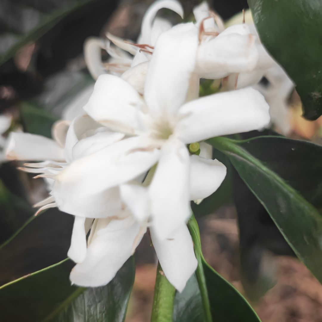 Coffee blossom on a Colombian specialty coffee farm at the start of the harvest cycle