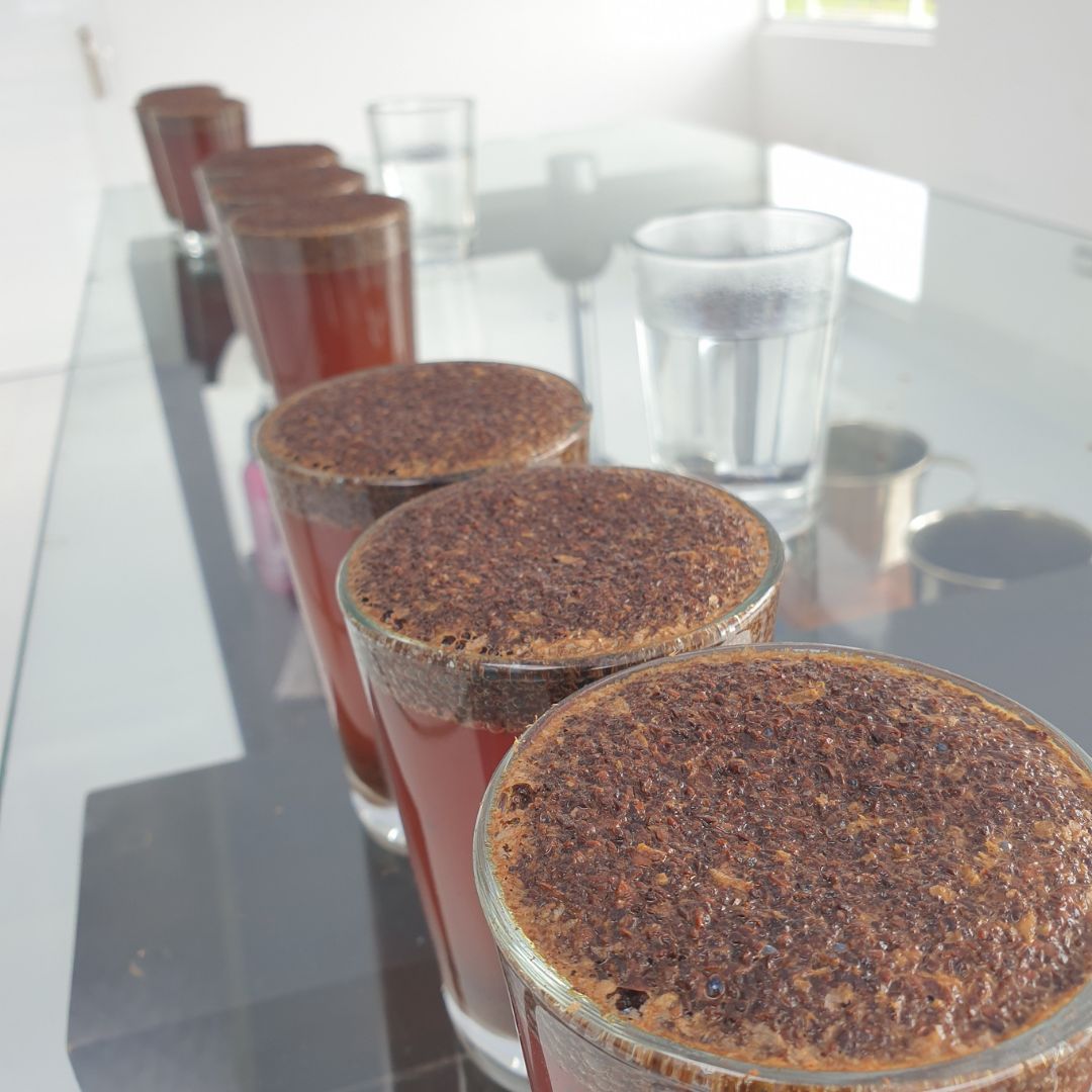 Green coffee cupping table used to score Latin American specialty lots before offer