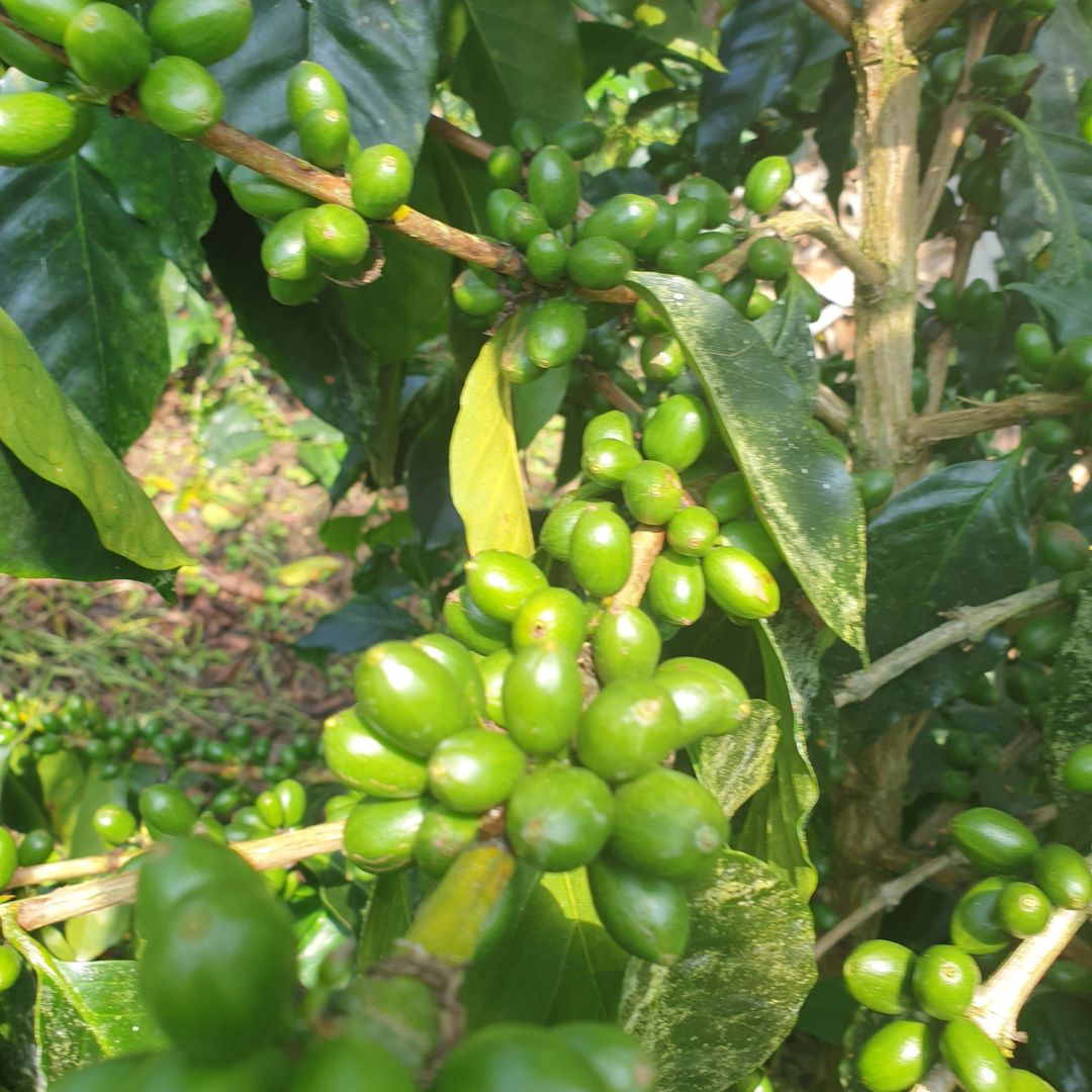 Geisha coffee cherries on the branch at a verified Latin American producer farm