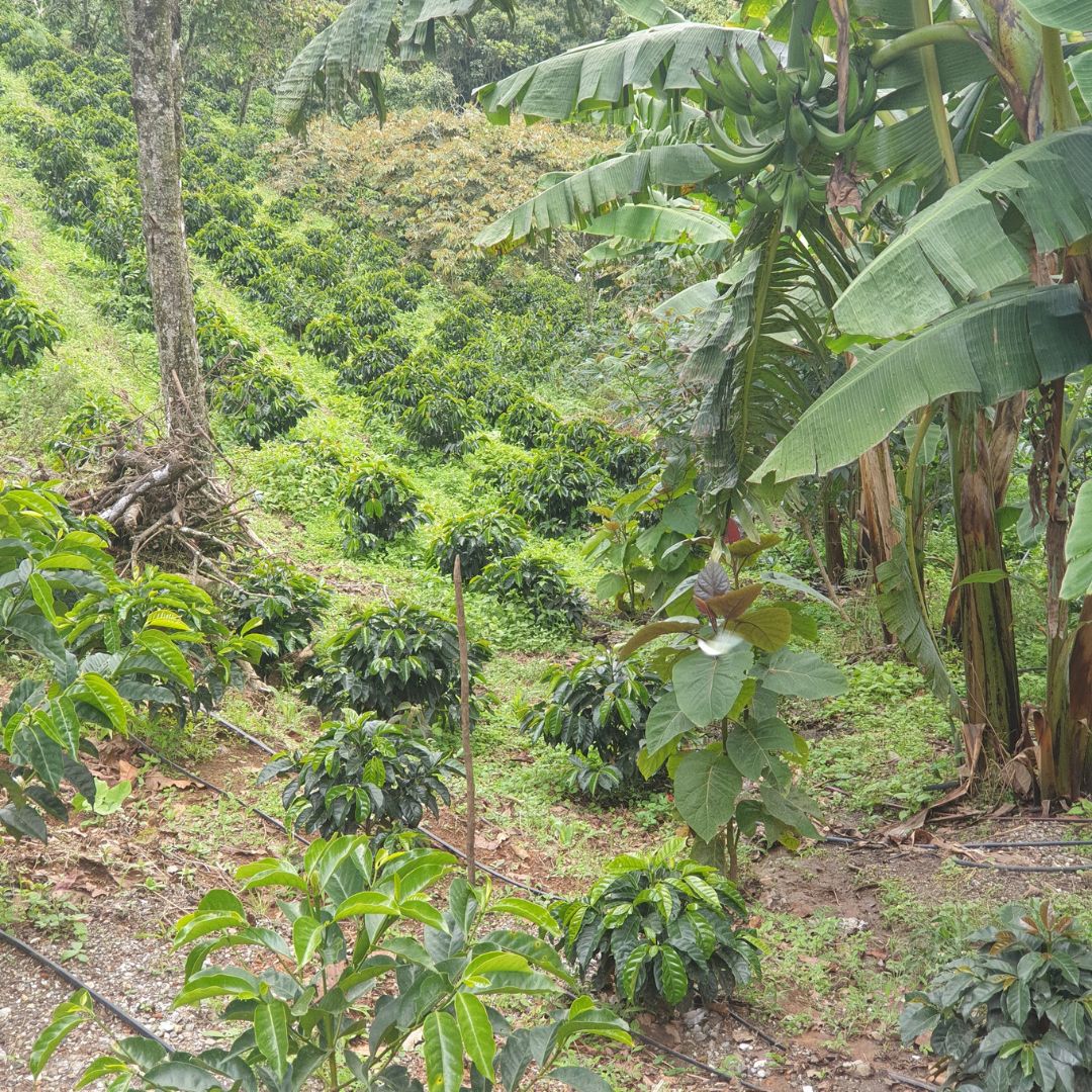 Shade-grown Colombian specialty coffee farm on the steep slopes of the Cordillera Central